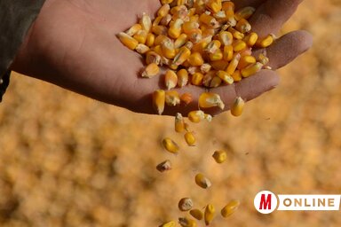 Nem exportálható a kukorica sem (Fotó: Dávid Csilla)