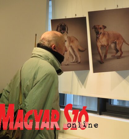 A közönség nagy érdeklődéssel vizsgálgatta a fotókat (Fotó: Miklós Hajnalka felvétele) A közönség nagy érdeklődéssel vizsgálgatta a fotókat (Fotó: Miklós Hajnalka felvétele)