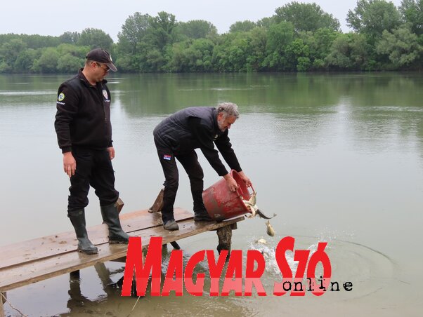 A halivadékokat az adai Tisza-parti strandon engedték bele a folyóba (Fotó: Csincsik Zsolt)