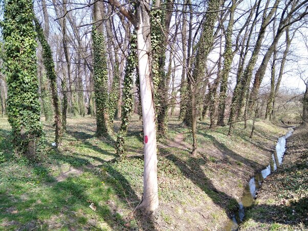 A park hátsó, legbelső részét szinte érintetlenül hagyják: a vadon bejárását a tervek szerint hidacskákkal teszik majd lehetővé (Fotó: Tóth D. Lívia)