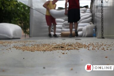 15 millió búzaszem (Fotó: Kállai G. Nikoletta)