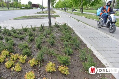 Az Európa sugárút mentén valóban sok a zöld, ezt az útvonalat már eleve úgy tervezték, hogy legyen elég hely a fáknak, bokroknak (Fotó: Ótos András felvétele)