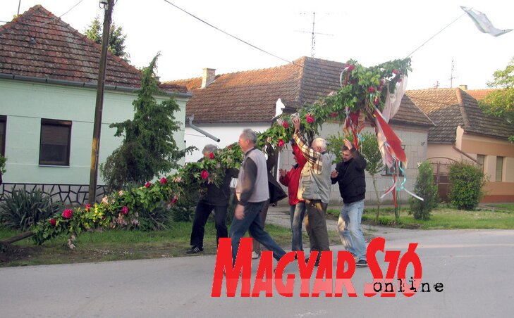 A májusfa-állításának hagyománya ma is él Muzslyán (Fotó: Kecskés István)