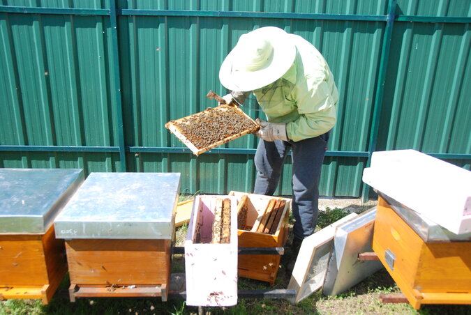 A méhek az egyik kaptárból a másikba költöztek (Fotó: Horváth Attila)