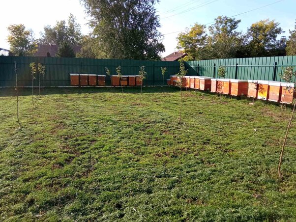 A kaptárokat az udvarban készítik fel a telelési időszakra (Fotó: Gordos Méhészet) A kaptárokat az udvarban készítik fel a telelési időszakra (Fotó: Gordos Méhészet)