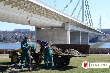 Városszerte ültetnek facsemetéket, de a tapasztalat sajnos azt mutatja,
hogy ezek közül csak nagyon kevés nől meg – a többségét facsemete korában kitapossák, kitörik, parkoló autók tönkreteszik (Fotó: Dávid Csilla felvétele)