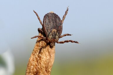 A kullancsok leggyakrabban a hónaljban, a hajon, az intim zónában húzódnak meg (Fotó: Gergely József)