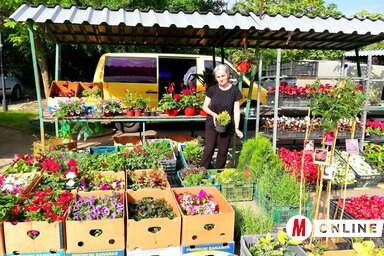 Apróék sziklakerti növényeket, örökzöldeket, tujákat, ciprusféléket is kínálnak (Tóth Péter felvétele)