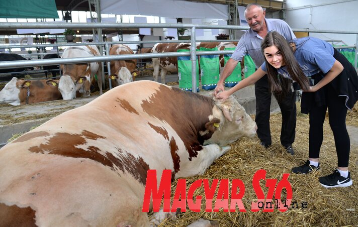 A vásár fő attrakciója az 1700 kilós Veliša nevű bika (Fotó: Dávid Csilla)
