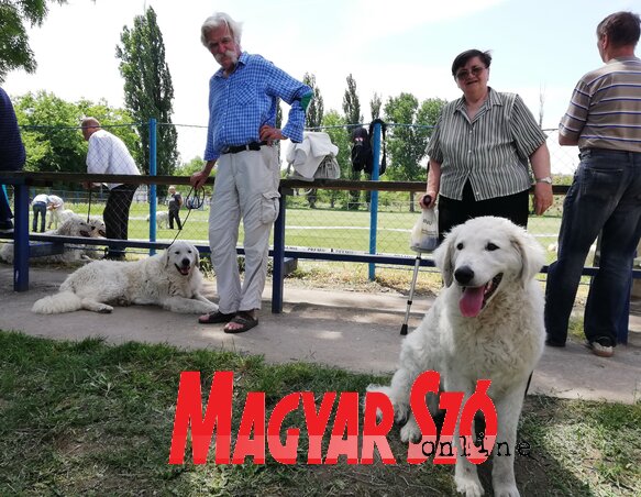 A magyarkanizsai Apró István is rendszeresen elhozza ebeit (Tóth Péter felvétele) A magyarkanizsai Apró István is rendszeresen elhozza ebeit (Tóth Péter felvétele)