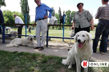 A magyarkanizsai Apró István is rendszeresen elhozza ebeit (Tóth Péter felvétele)