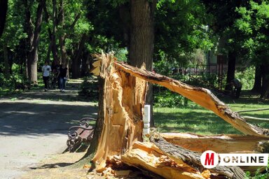 A nagybecskereki Karađorđe parkban több fa kitört (Fotó: Kecskés István)