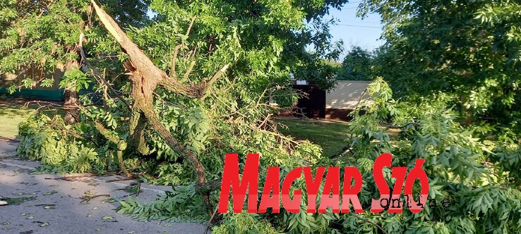 Ágakat tört le a szélvihar Nagykikindán (Fotó: Vidács Hajnalka) Ágakat tört le a szélvihar Nagykikindán (Fotó: Vidács Hajnalka)