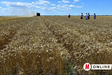 Az újvidéki nemesítésű búzafajtáknál az átlagtermés 30 és 40 mázsa között alakult