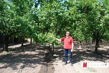 A gyümölcsöst mindig rendben kell tartani (Fotó: Horváth Attila)