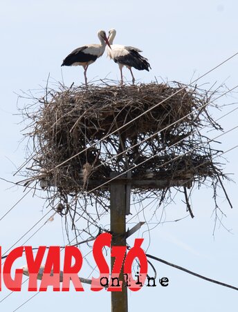A gólyák biztonságos fészkelését biztosítják ezek a kosarak, ugyanis segítségükkel elválasztják a fészket a villanydróttól (Dávid Csilla felvétele)