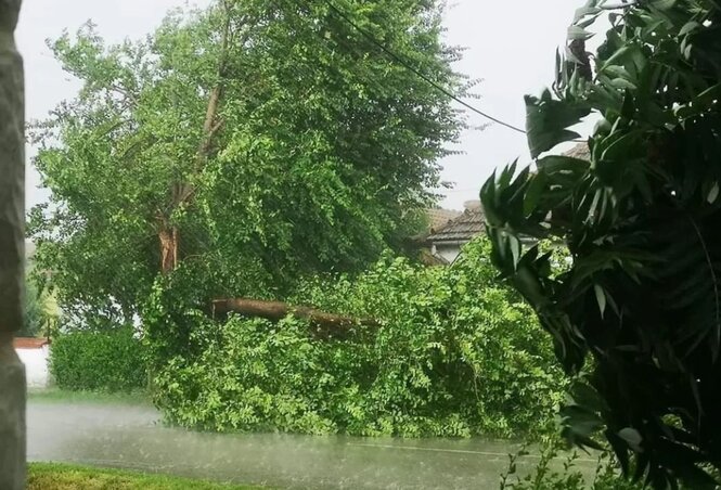 Nagybecskereken a vihar fákat csavart ki (Fotó: 192_rs/Instagram) Nagybecskereken a vihar fákat csavart ki (Fotó: 192_rs/Instagram)