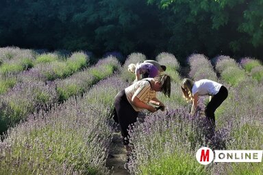 A levendulabokrok a művésztelepen teljes pompában fogadják a virág kedvelőit (Herceg Elizabetta felvétele)