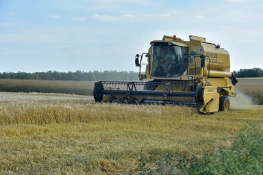 Egy hete tart az árpa betakarítása (Fotó: Gergely József)