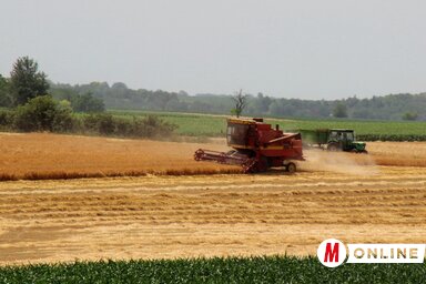 Megkezdődött a búza és a repce betakarítása (Tóth Péter felvétele)