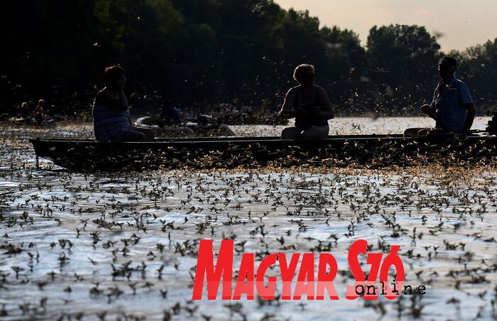 Tavaly is látványos volt a Tisza virágzása (Fotó: Gergely József) Tavaly is látványos volt a Tisza virágzása (Fotó: Gergely József)