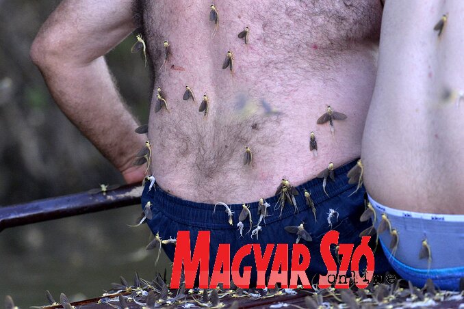 A hímek még egyszer vedlenek, még az emberek hátán is (Fotó: Gergely József) A hímek még egyszer vedlenek, még az emberek hátán is (Fotó: Gergely József)