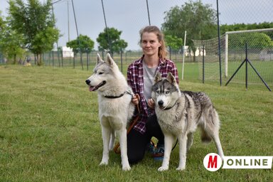 Kira és Momo augusztusban újra elkísérik gazdájukat a szánhúzás hazájába (Fotó: Gulyás Réka)