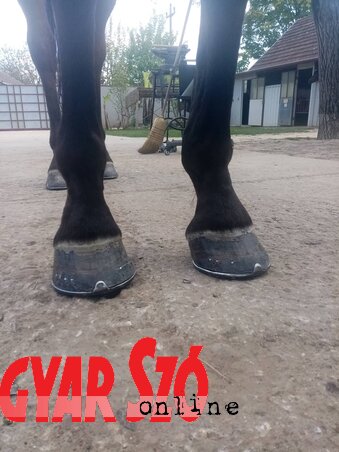 Manapság a patkókat is számozzák, mint a cipőket (Lakatos János felvétele) Manapság a patkókat is számozzák, mint a cipőket (Lakatos János felvétele)