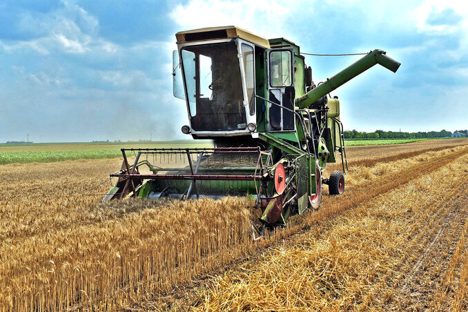 A gabonatermesztők már meg sem lepődnek azon, hogy az aratás második hetében sincs kézzelfogható hír a búza felvásárlási áráról (Fotó: Gergely Árpád)