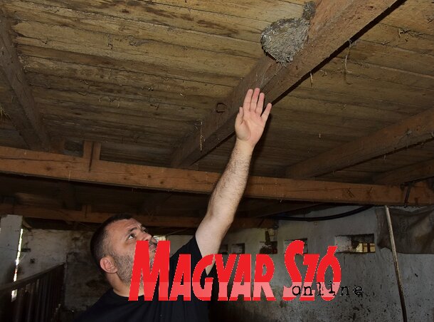 Az egyesület igazgatója, Milan fészekszámlálás közben (Fotó: Gergely József felvétele) Az egyesület igazgatója, Milan fészekszámlálás közben (Fotó: Gergely József felvétele)