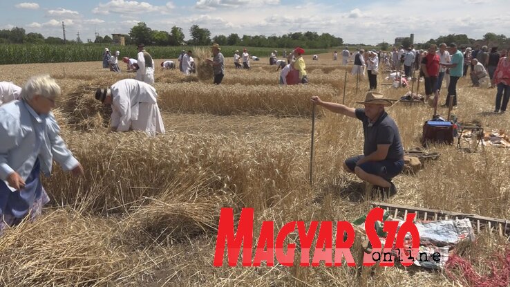 Sokan kíváncsian nézték a valamikori aratási szokások felelevenítését (Fotó: Bognár Róbert)