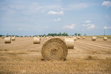 B�csbokod, 2020. j�lius 16.
Szalmab�l�k B�csbokod k�zel�ben 2020. j�lius 16-�n.
MTI/S�ki Tam�s