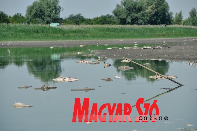 20-30 kilogrammos tetemek úsznak a maradék vízben (Molnár Edvárd felvétele) 20-30 kilogrammos tetemek úsznak a maradék vízben (Molnár Edvárd felvétele)