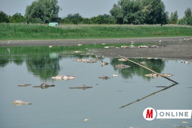 20-30 kilogrammos tetemek úsznak a maradék vízben (Molnár Edvárd felvétele)