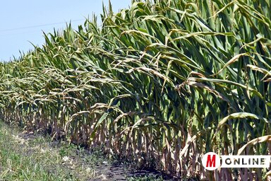 Gulyás Ferenc növényvédő szakember: Ha július végéig nem érkezik csapadék, akkor nem lesz kukoricatermés (Fotó: Gergely Árpád)