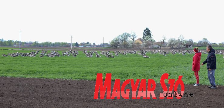 Örömüket szánycsapkodással fejezik ki. Repülni nem tudnak, ahhoz túl súlyosak Örömüket szánycsapkodással fejezik ki. Repülni nem tudnak, ahhoz túl súlyosak