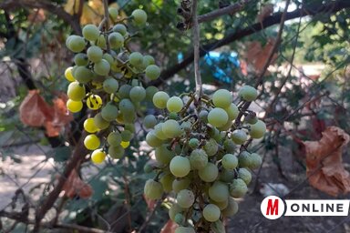 Fél termés ígérkezik szőlőből (Kazinczy Paszterkó Diana felvétele)