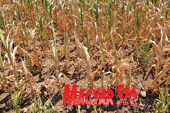 Kukorica – a klímaváltozás vesztese (Ótos András felvétele)