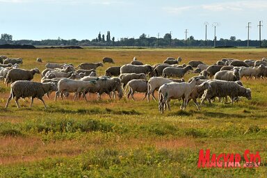 A magyarkanizsai Kapitány-réten még több ezer juh legel