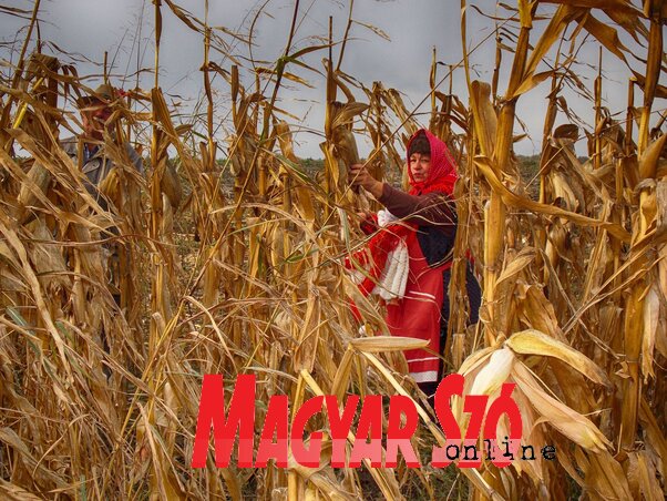 Kukoricatörés közben (Fotó: Horváth Zsolt)