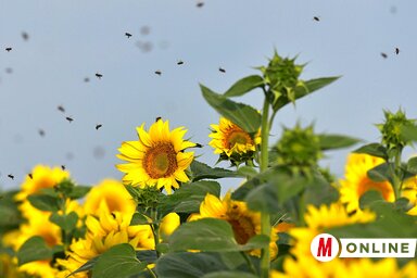 A méhek megtették a magukét, a termés a csapadékon múlott
