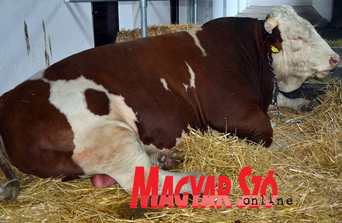 A haszonállat-kiállítás idei sztárja a hároméves, kéttonnás Miško (Fotó: Dávid Csilla)
