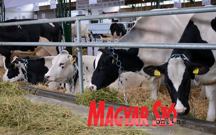 (Fotó: Dávid Csilla)