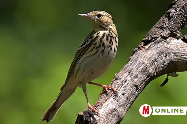 Az Aranka mentén nagy számban vonul az erdei pityer