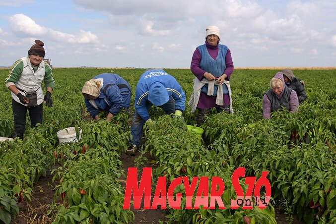 Móvások a paprikasorokban (Fotó: Gergely József)