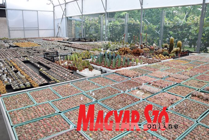 A nagy növényházban állítólag több ezer kaktusz és pozsgás növény található, már szinte lehetetlen megszámolni őket (Nagy Magdolna felvétele)