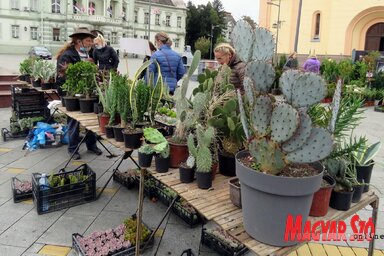 A kaktuszokat is kedvelik (Kecskés István felvétele)