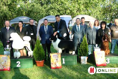 A topolyai kutyakiállítás abszolút győztesei