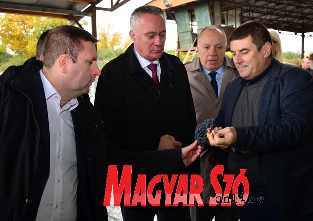 A Kovačević gazdaságban három éve alkalmazzák a biotermelést a szőlőültetvényeken (Fotó: Dávid Csilla)