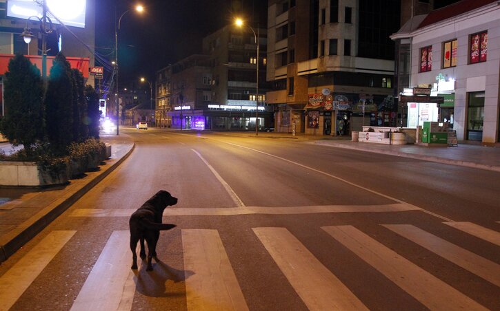 Ez a kutya biztos, nagyon csodálkozik, hogy nincs egy (kétlábú) lélek sem az utcákon. Ő nem tud(hat)ja, hogy éjszakai kijárási tilalom lépett érvénybe. A felvétel Nišben készült (Fotó: Beta)